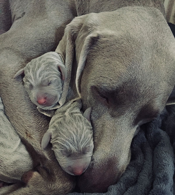 Dog with her puppies